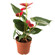 Anthurium plant in a pot. Gibraltar